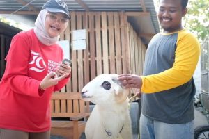 Aqliyah Farm: Breeding Kambing Berkualitas dengan Harmoni Alam dan Kesadaran Pemeliharaan